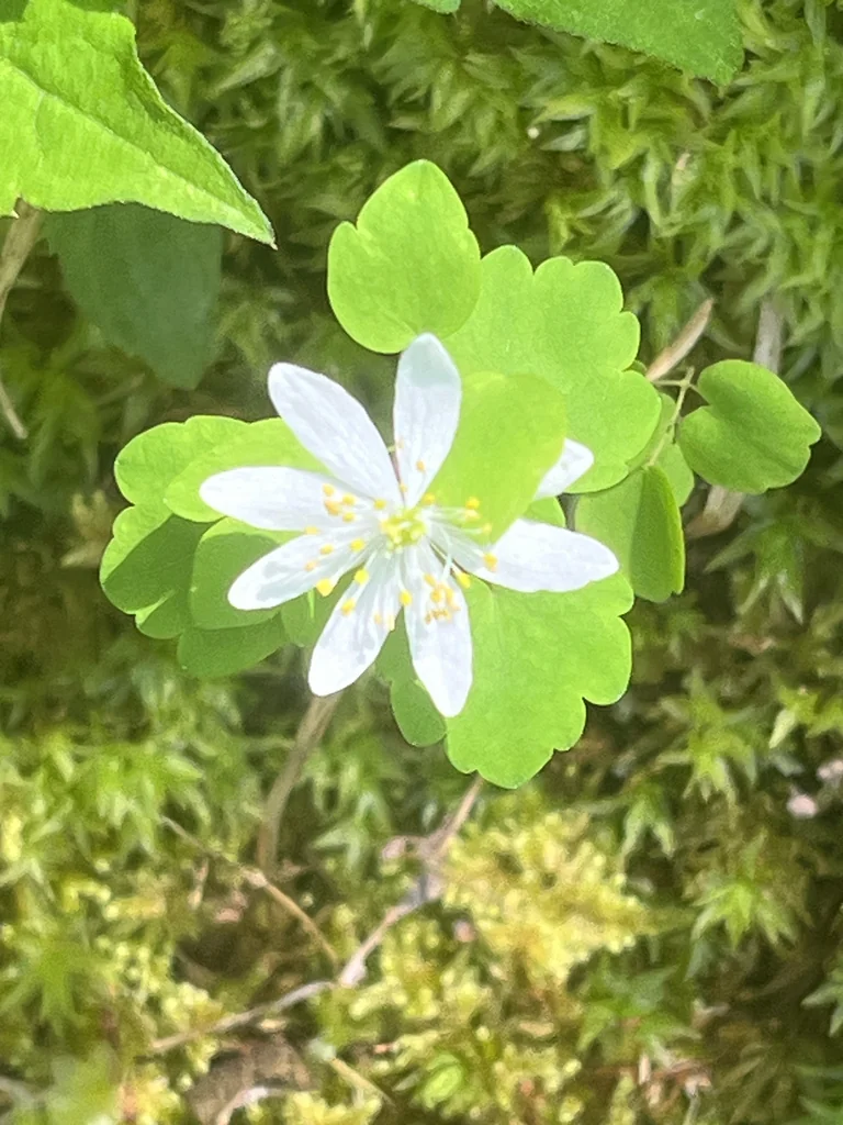 Anemonella Thalictroides