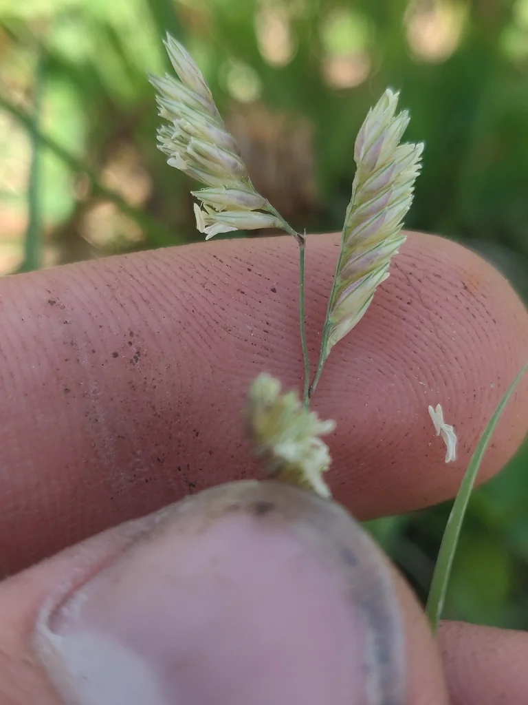 Buchloe Dactyloides