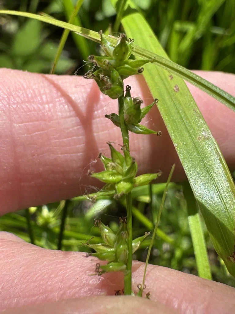 Carex Rosea