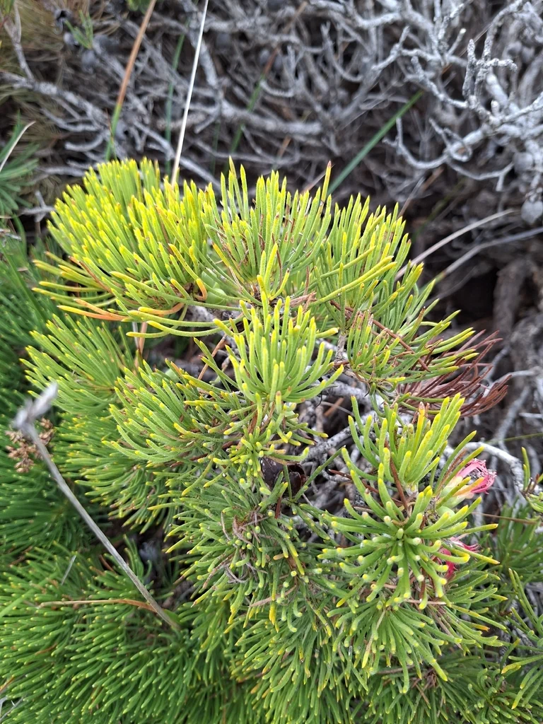 Calothamnus Graniticus