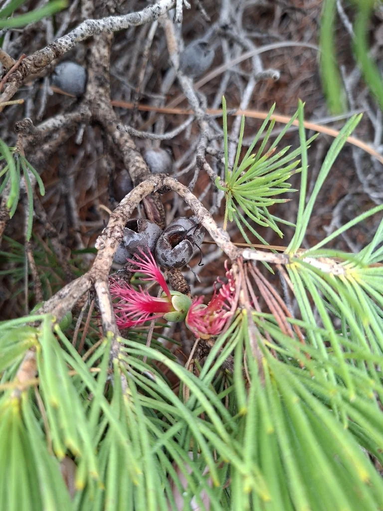 Calothamnus Graniticus
