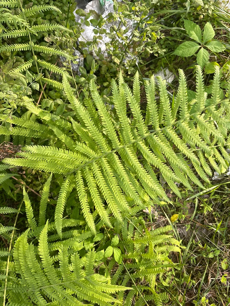 Thelypteris Normalis