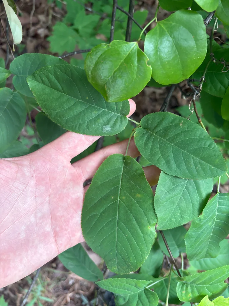 Amelanchier Arborea
