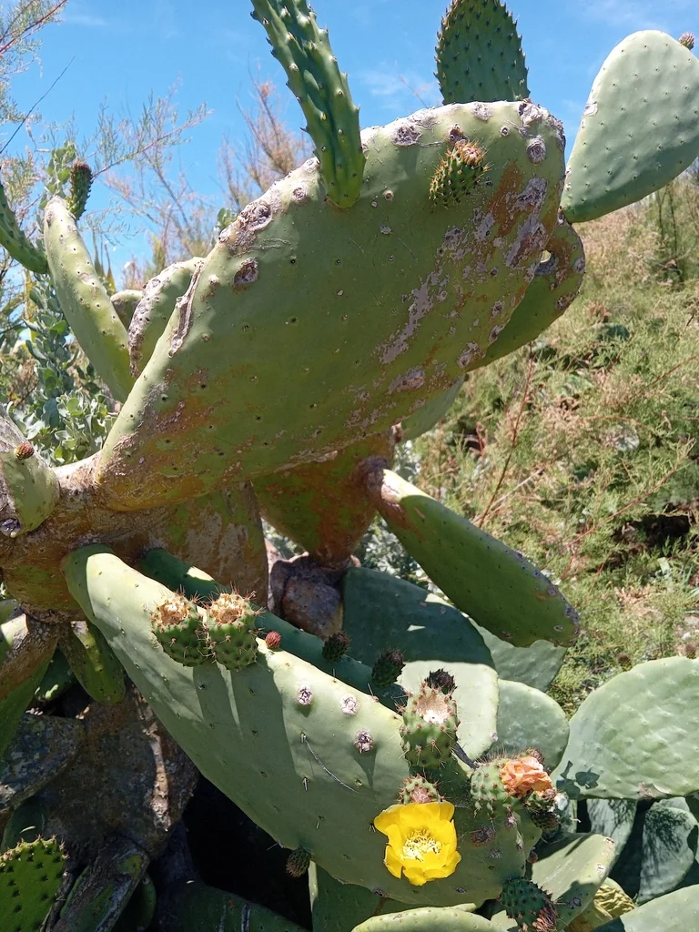 Opuntia Paraguayensis