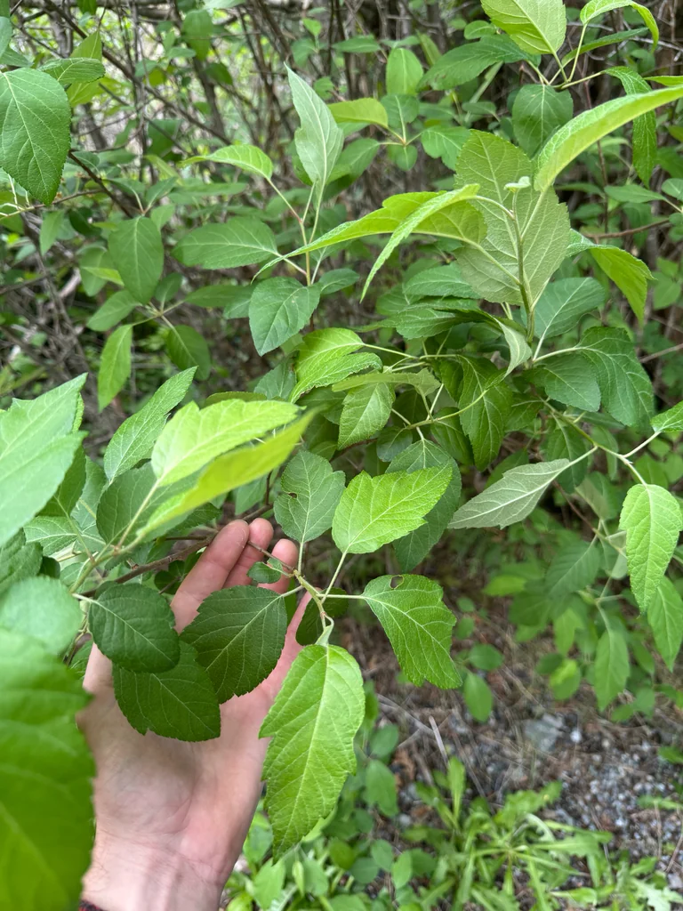 Malus Fusca