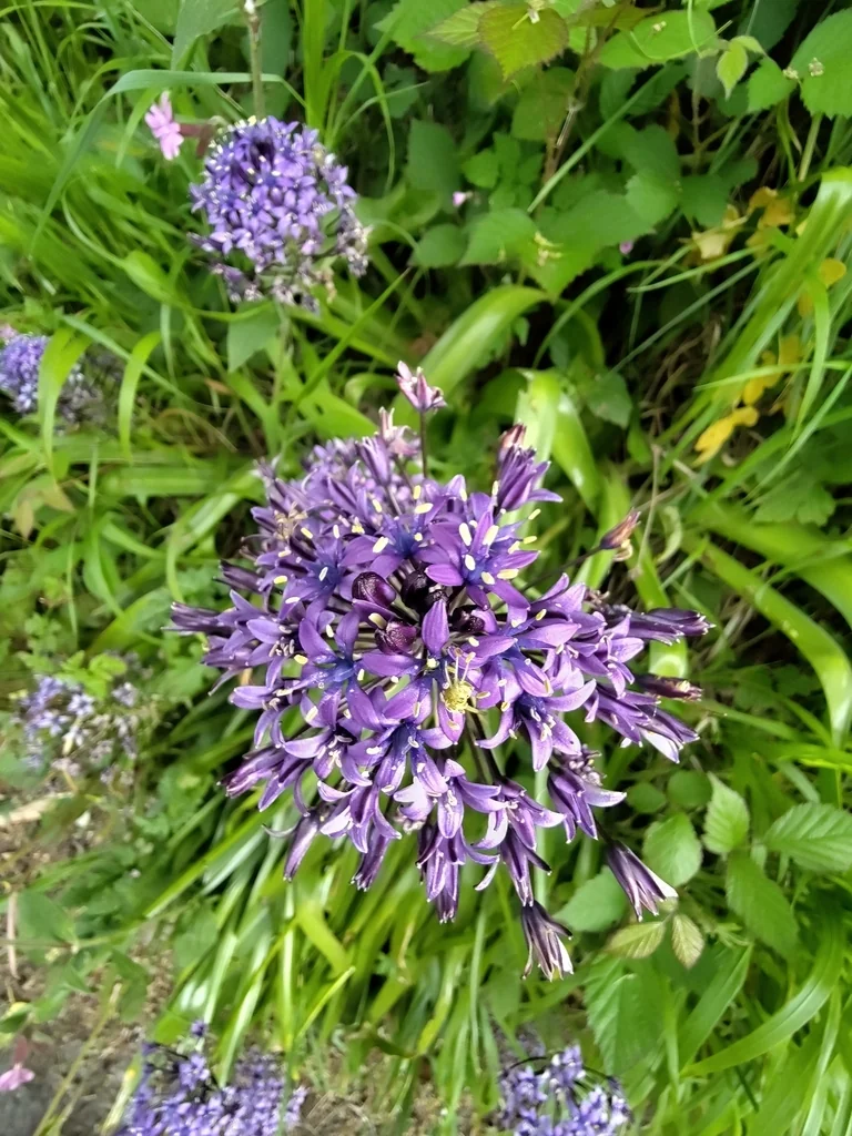 Scilla Peruviana