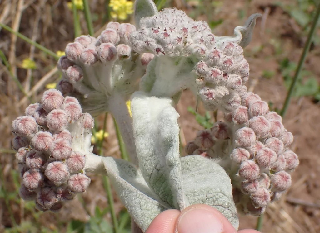 Asclepias Eriocarpa