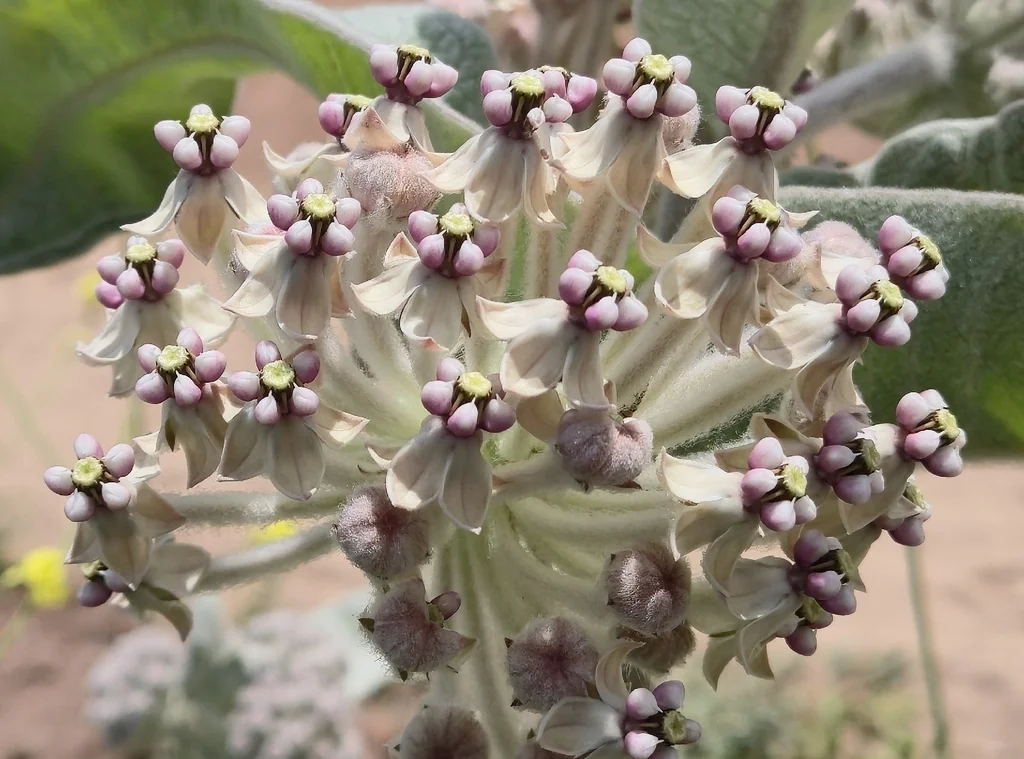 Asclepias Eriocarpa