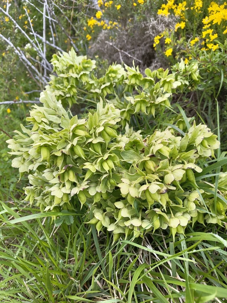 Helleborus Foetidus