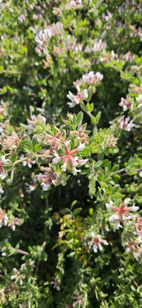 Dorycnium Hirsutum