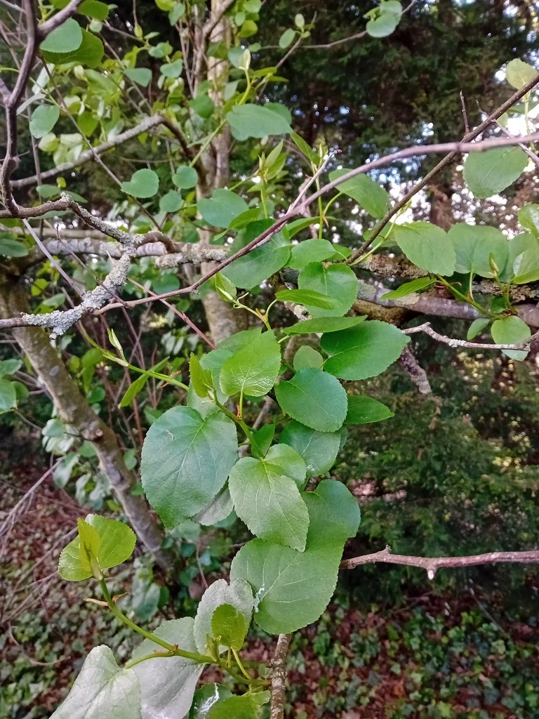 Alnus Cordata