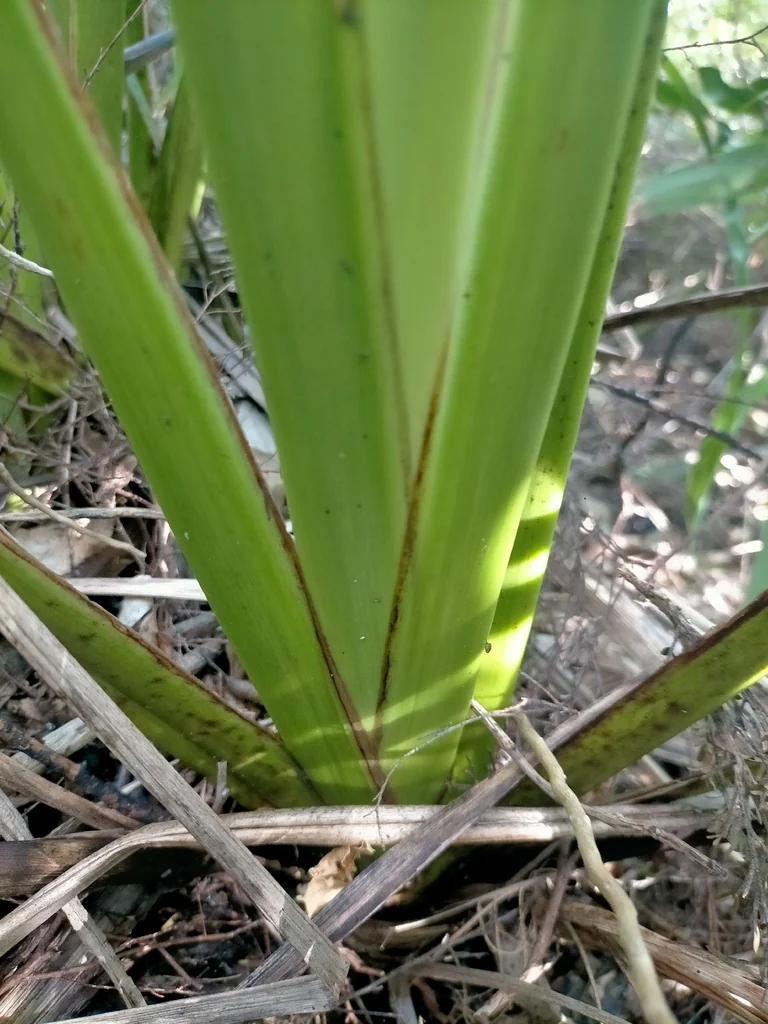 Phormium Cookianum