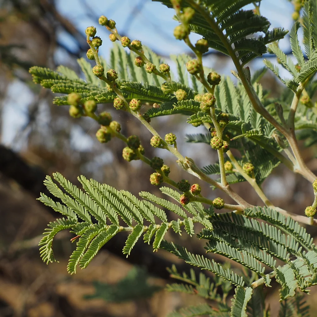 Acacia Dealbata