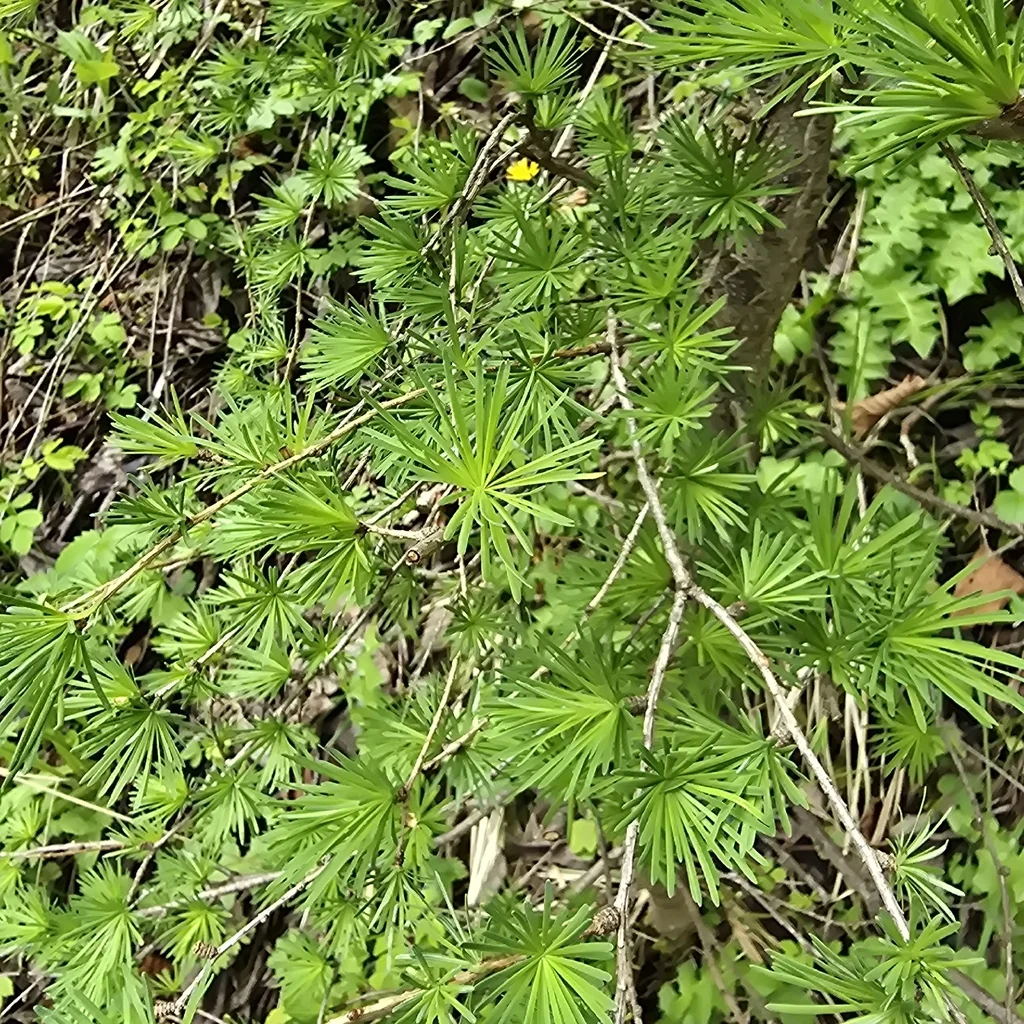 Larix Decidua