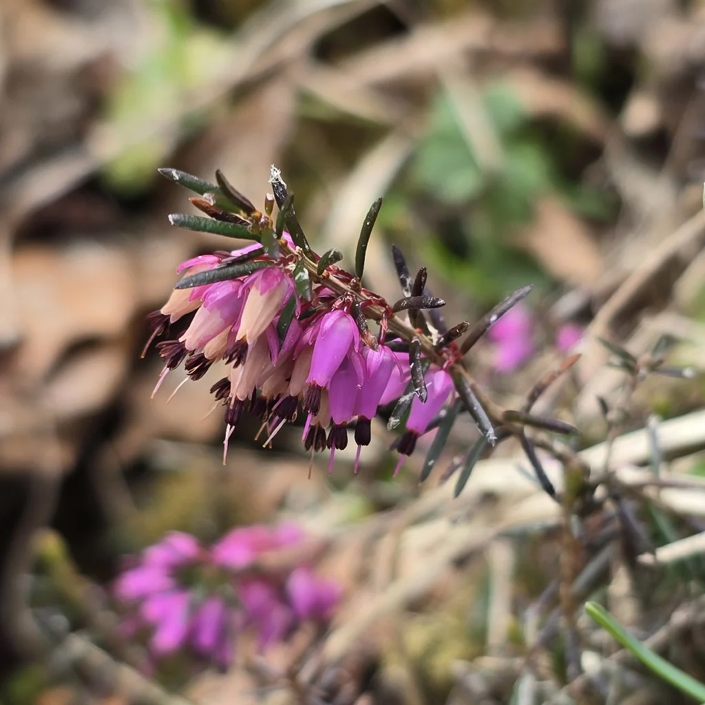 Erica Carnea