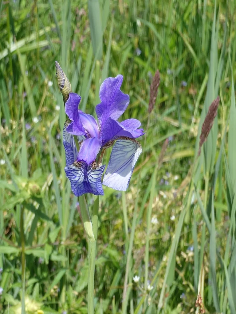 Iris Sibirica