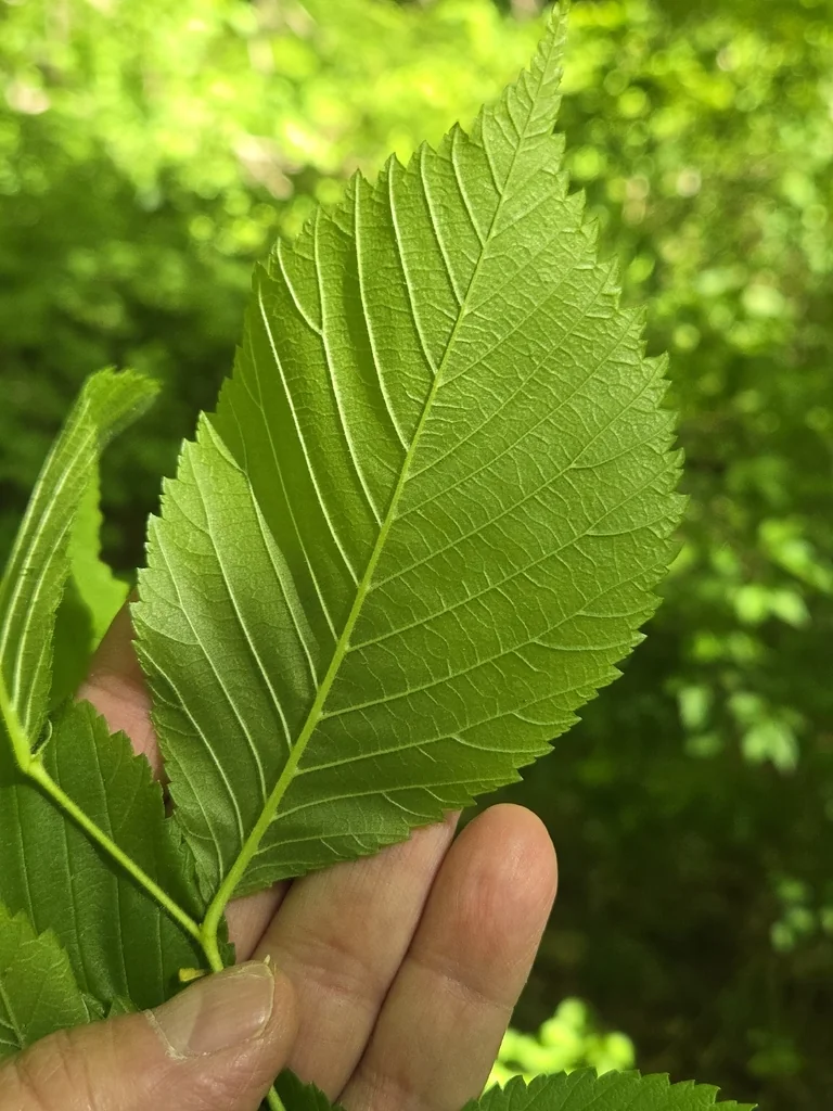 Ulmus Rubra