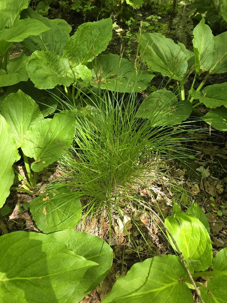 Carex Stricta