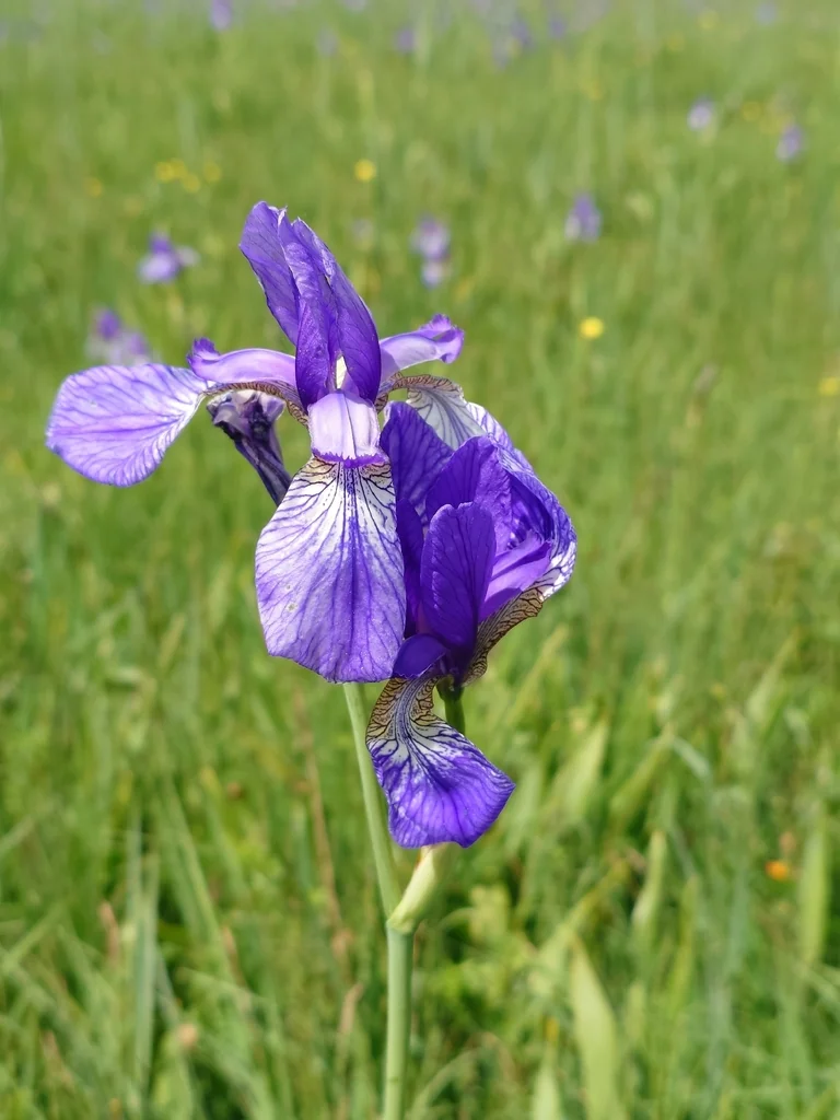Iris Sibirica