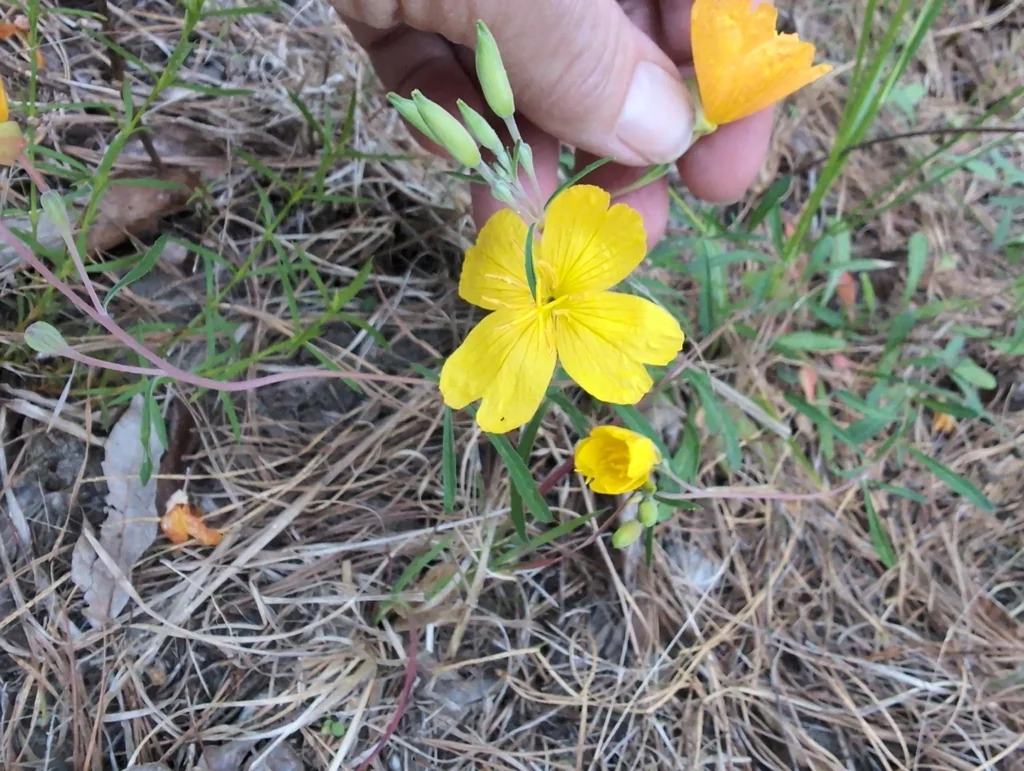 Oenothera Fruticosa