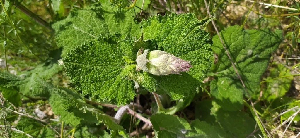 Salvia Sclarea