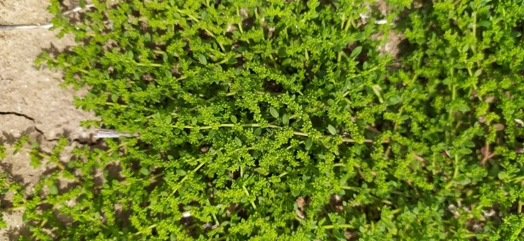 Herniaria Glabra