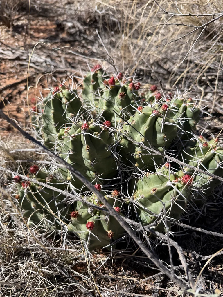 Echinocereus Triglochidiatus