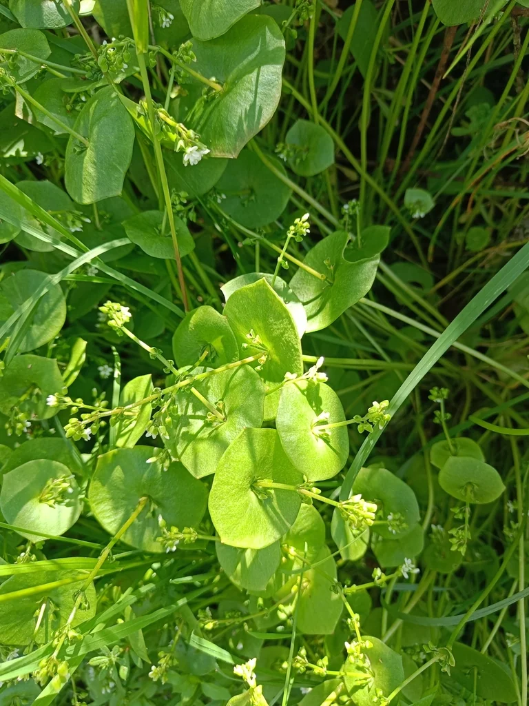 Claytonia Perfoliata