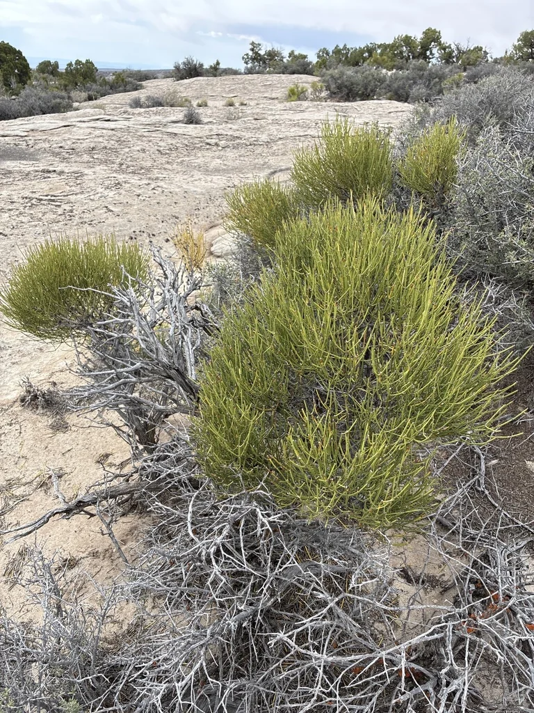 Ephedra Viridis