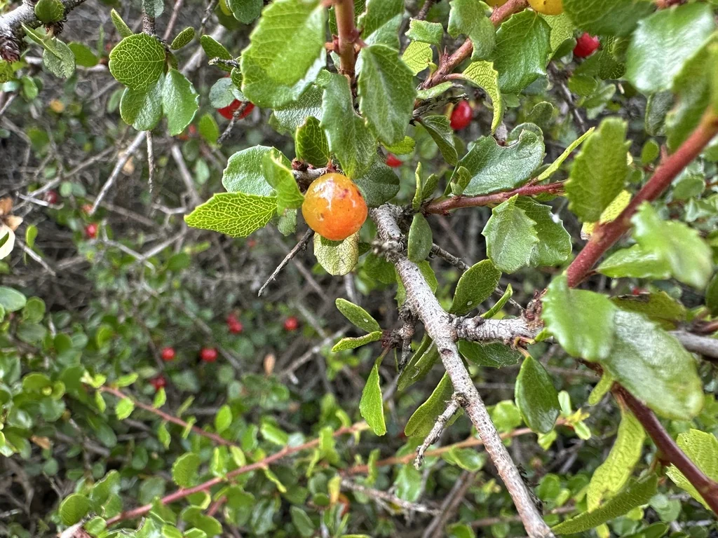 Rhamnus Crocea