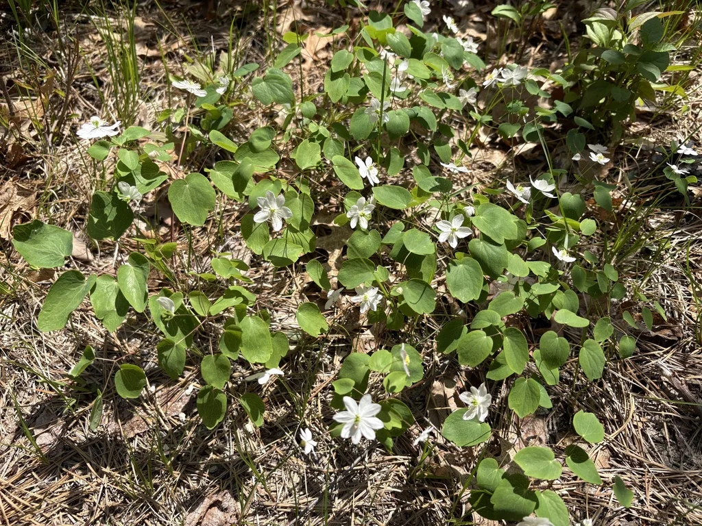 Anemonella Thalictroides