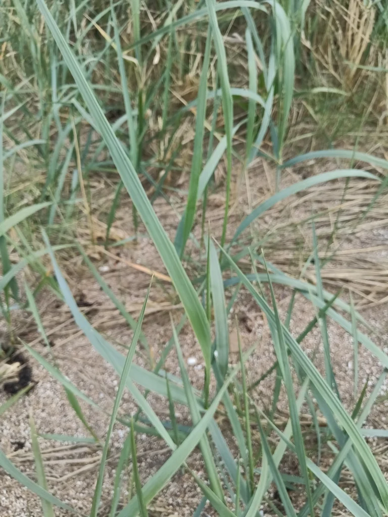 Leymus Arenarius