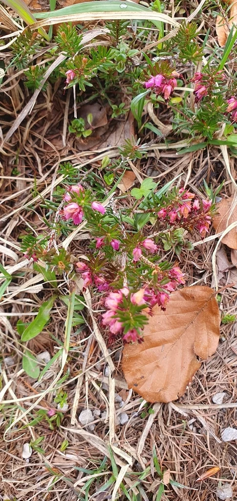 Erica Carnea