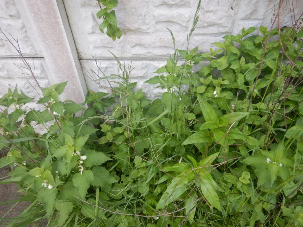 Festuca Rubra