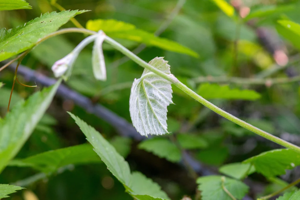 Vitis Californica
