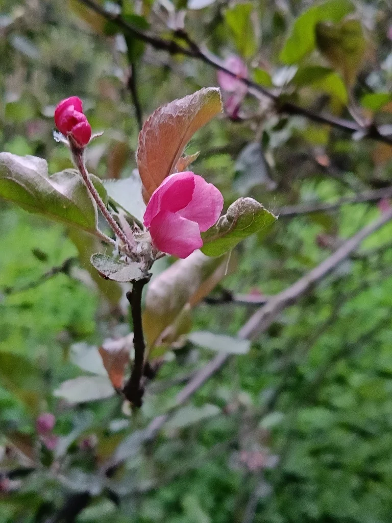 Malus Sylvestris