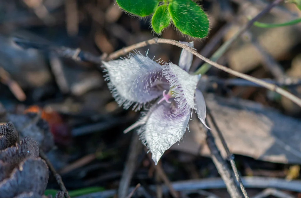 Calochortus Tolmiei