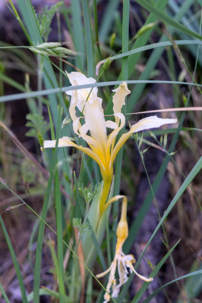 Iris Macrosiphon