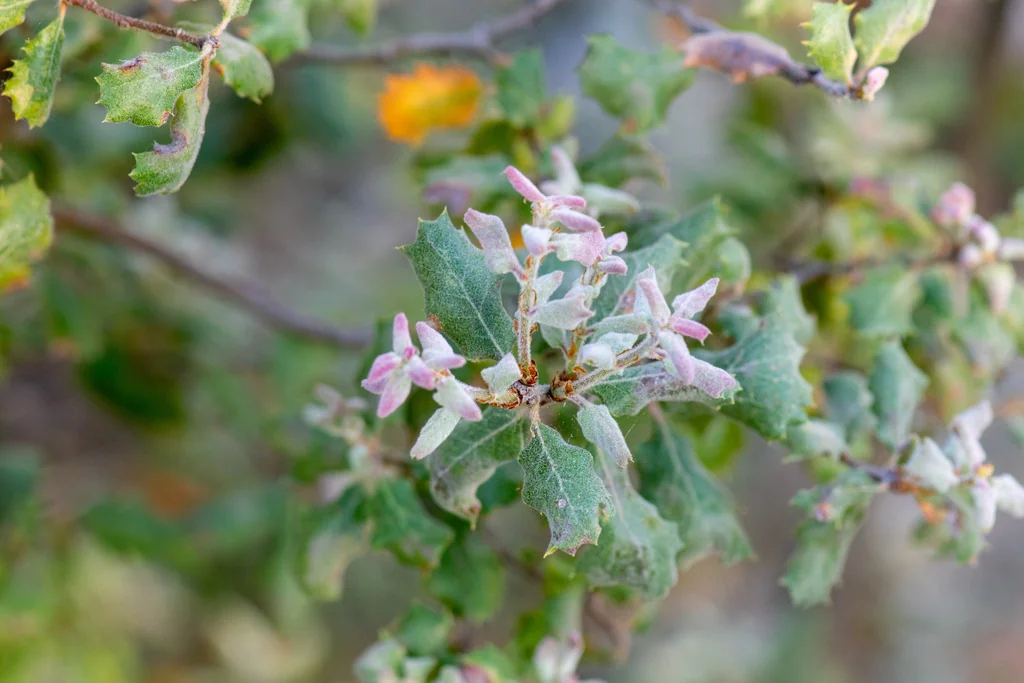 Quercus berberidifolia