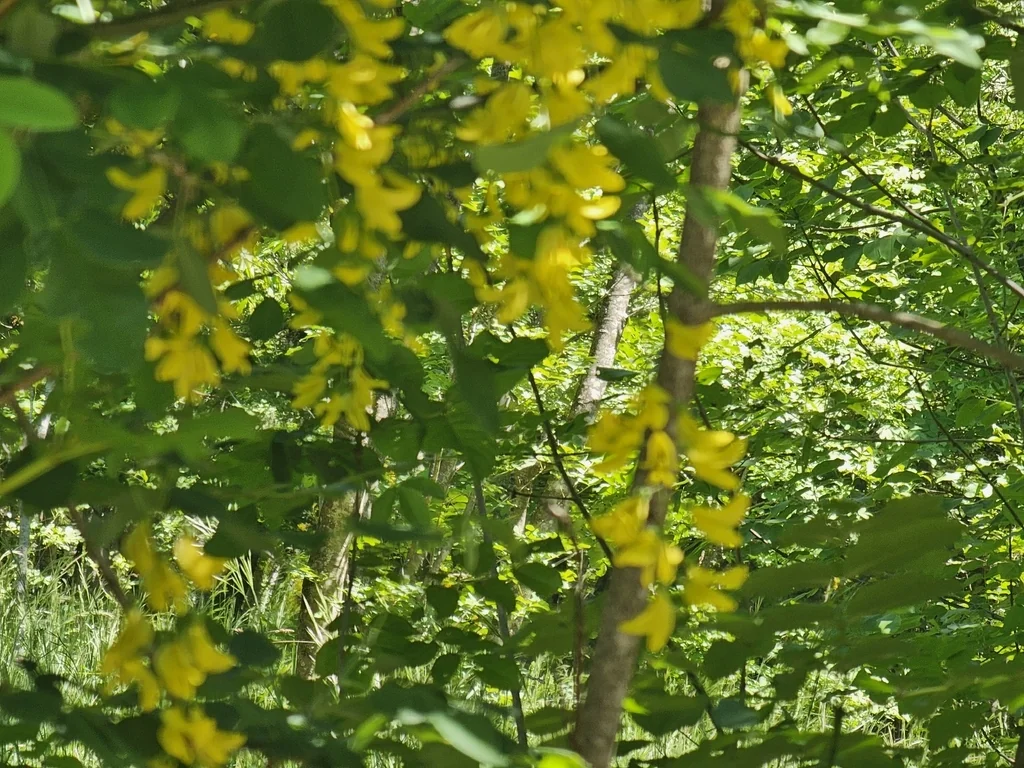 Laburnum Anagyroides