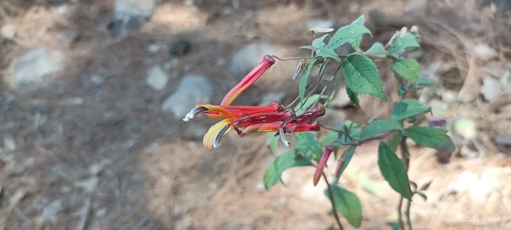 Lobelia Laxiflora