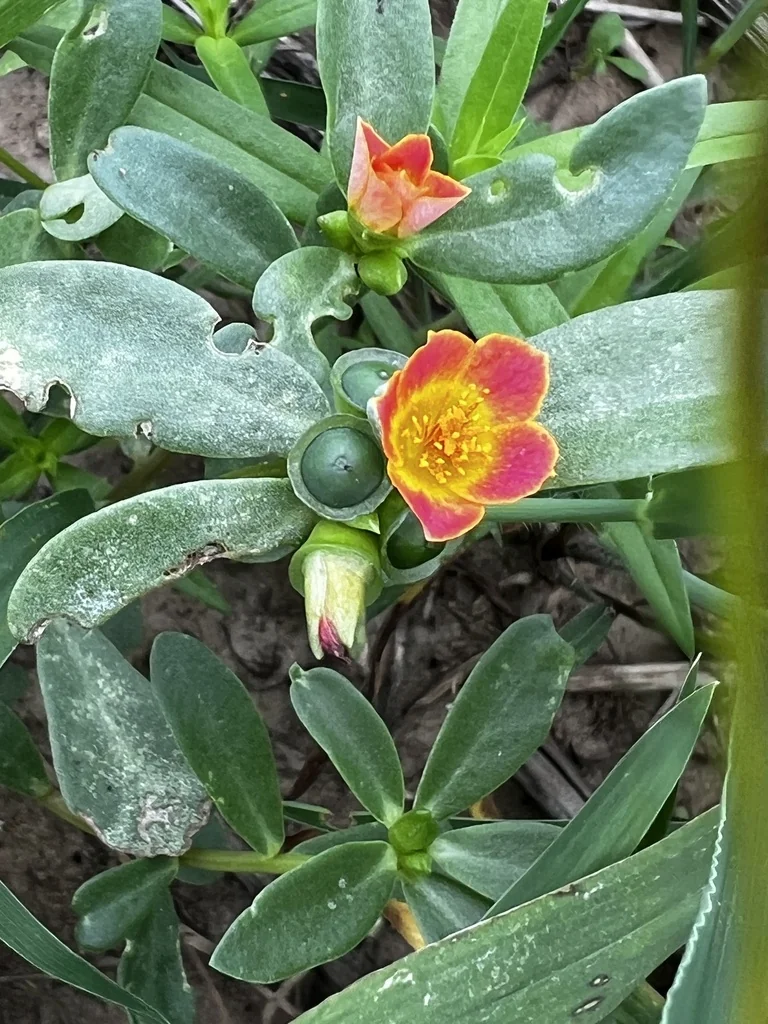 Portulaca umbraticola