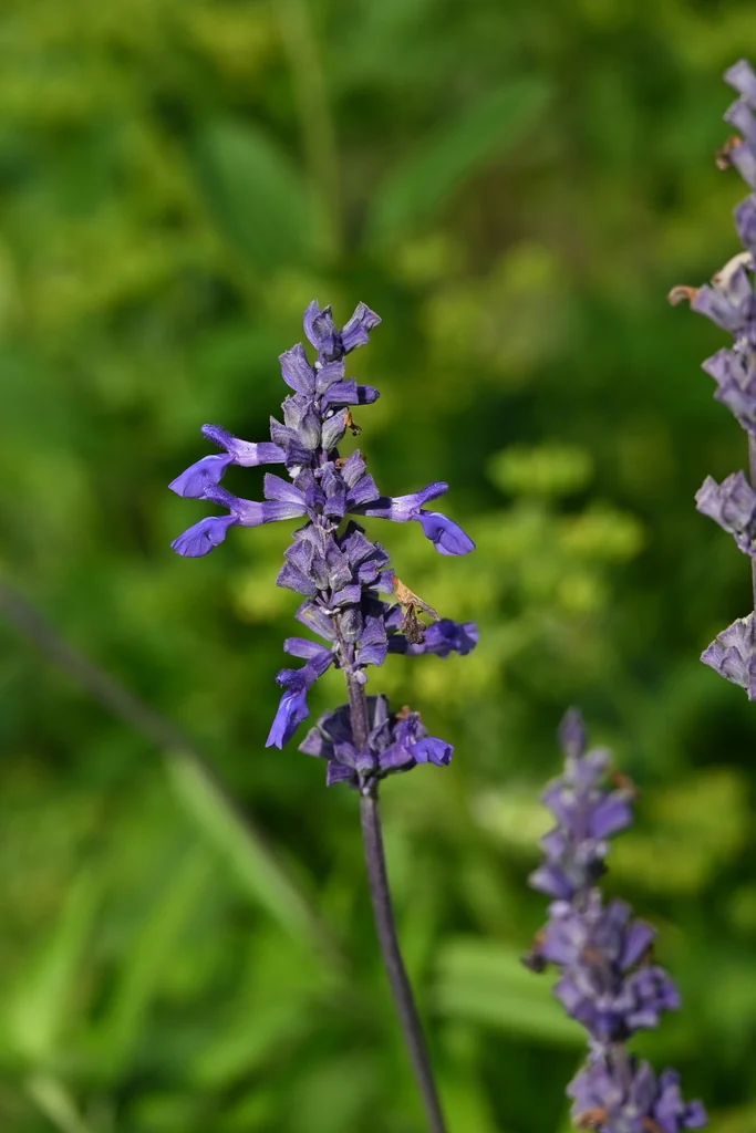 Salvia farinacea