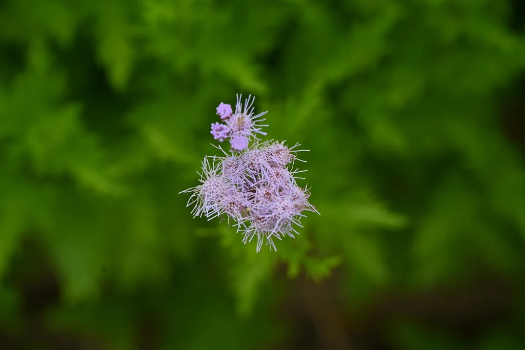 Conoclinium Greggii