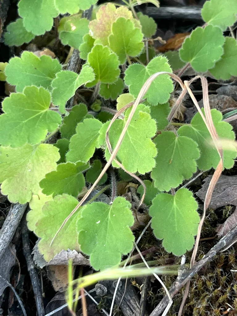 Heuchera Cylindrica