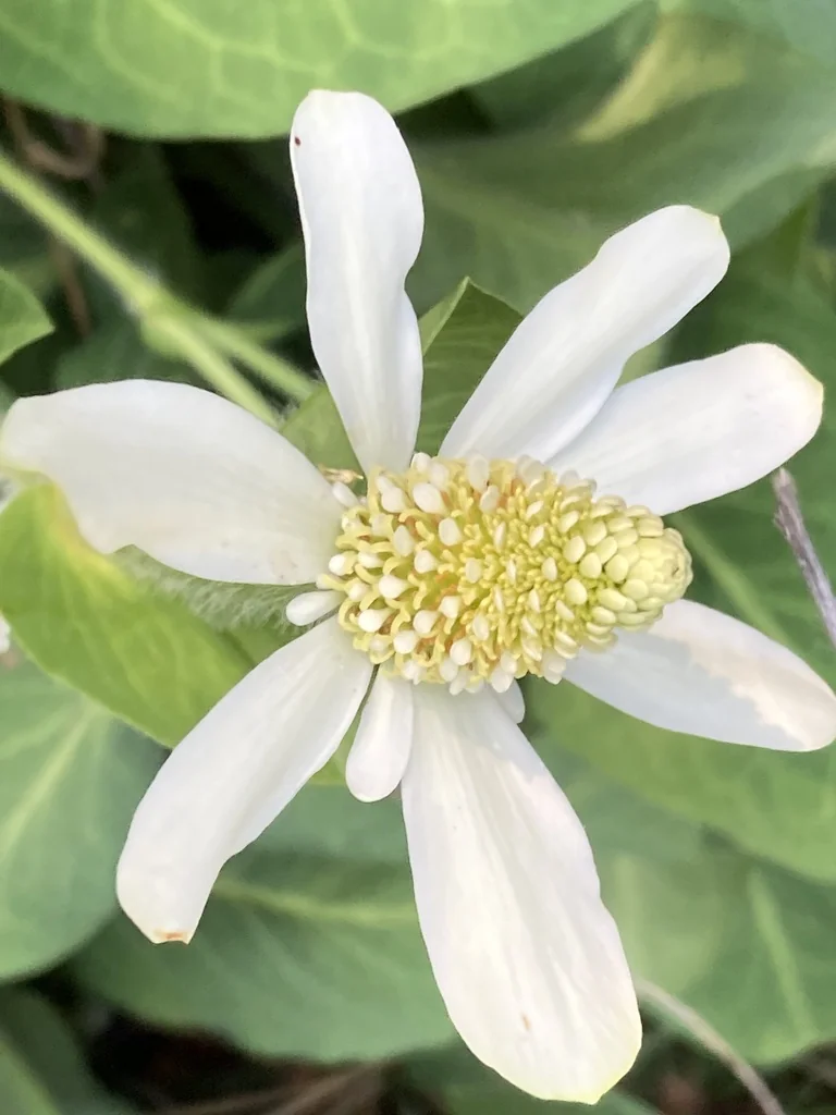 Anemopsis Californica