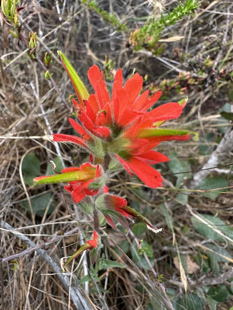 Castilleja Affinis