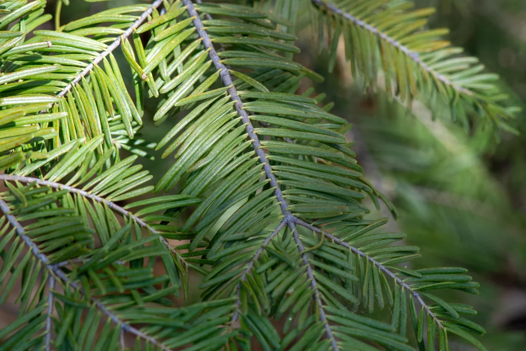 Abies Concolor