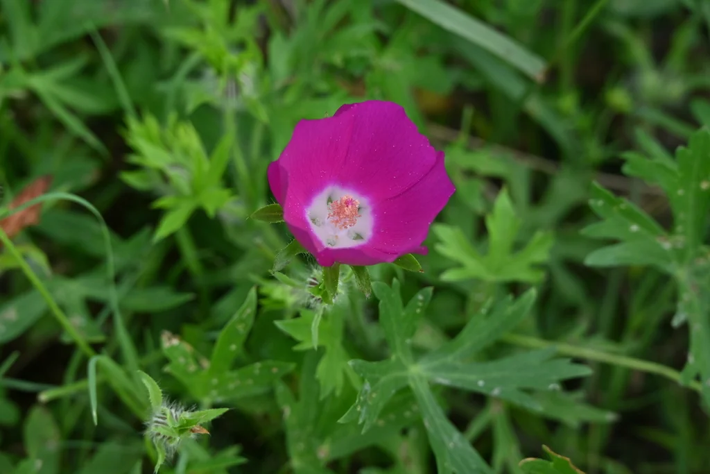 Callirhoe Involucrata
