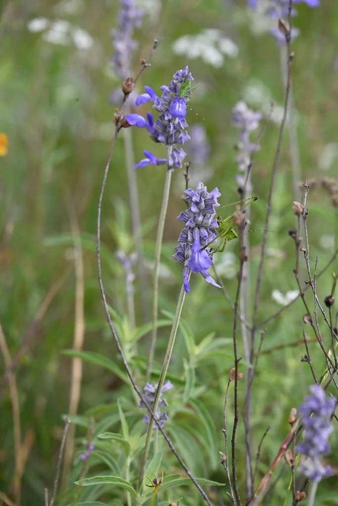 Salvia farinacea